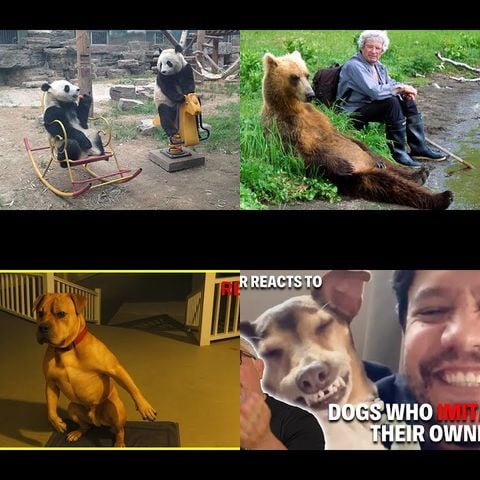 Animals Acting Like Humans thumbnail