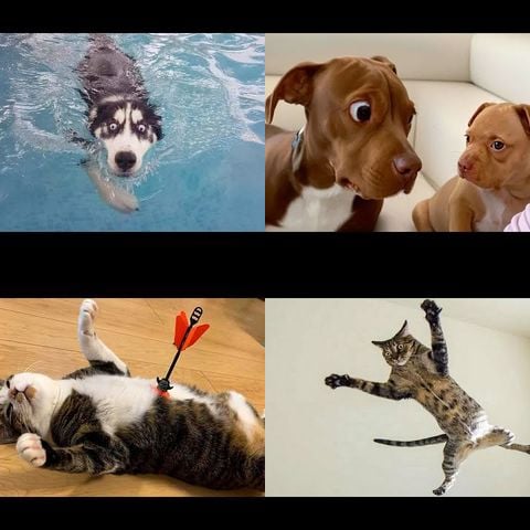 Animals Being Dramatic thumbnail