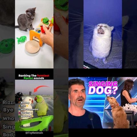 Cats vs Smart Speakers thumbnail