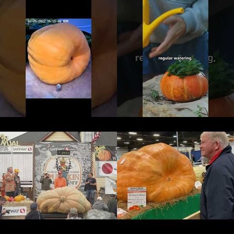 Competitive Pumpkin Growing Giants thumbnail