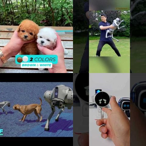 Dogs Playing with Robotic Toys thumbnail