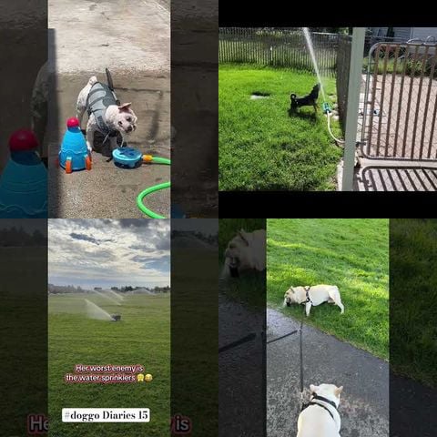 Dogs vs Sprinkler Systems thumbnail