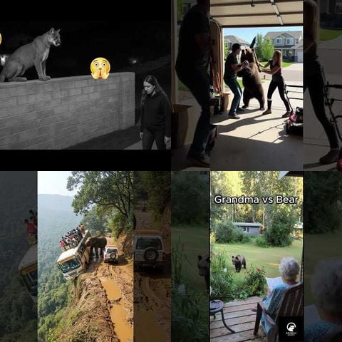 Extreme Animal Encounters thumbnail