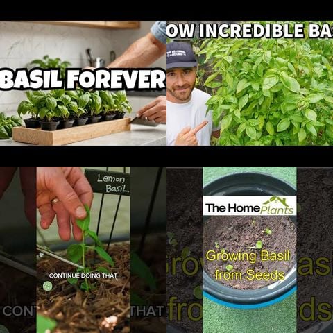 How to Grow Basil thumbnail