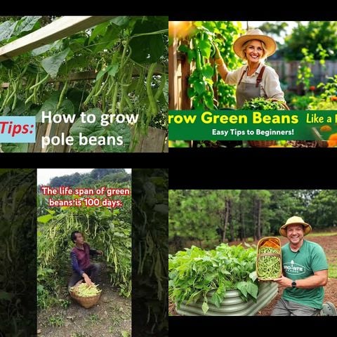 How to Grow Green Beans thumbnail