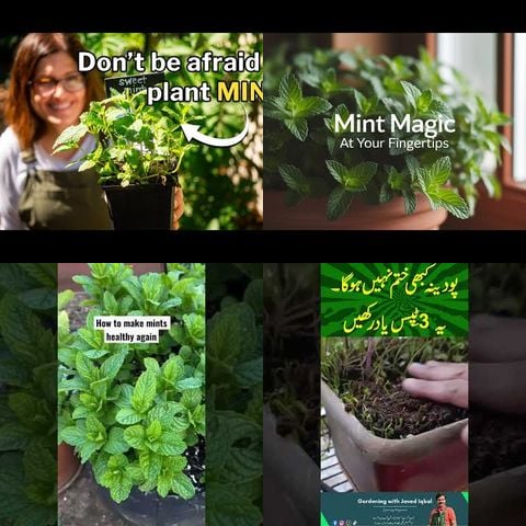 How to Grow Mint thumbnail