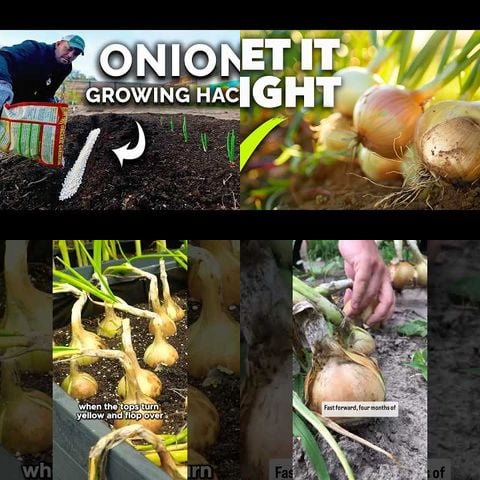 How to Grow Onions thumbnail