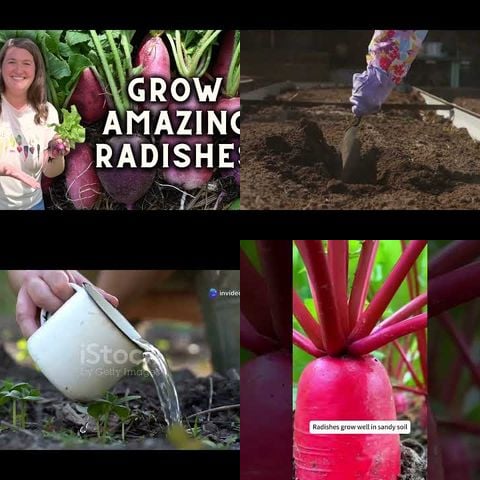 How to Grow Radishes thumbnail