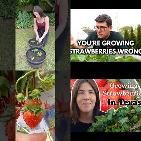 How to Grow Strawberries thumbnail