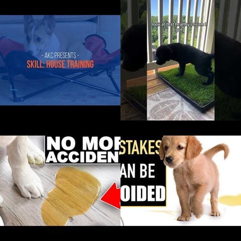 How to Potty Train Puppy thumbnail